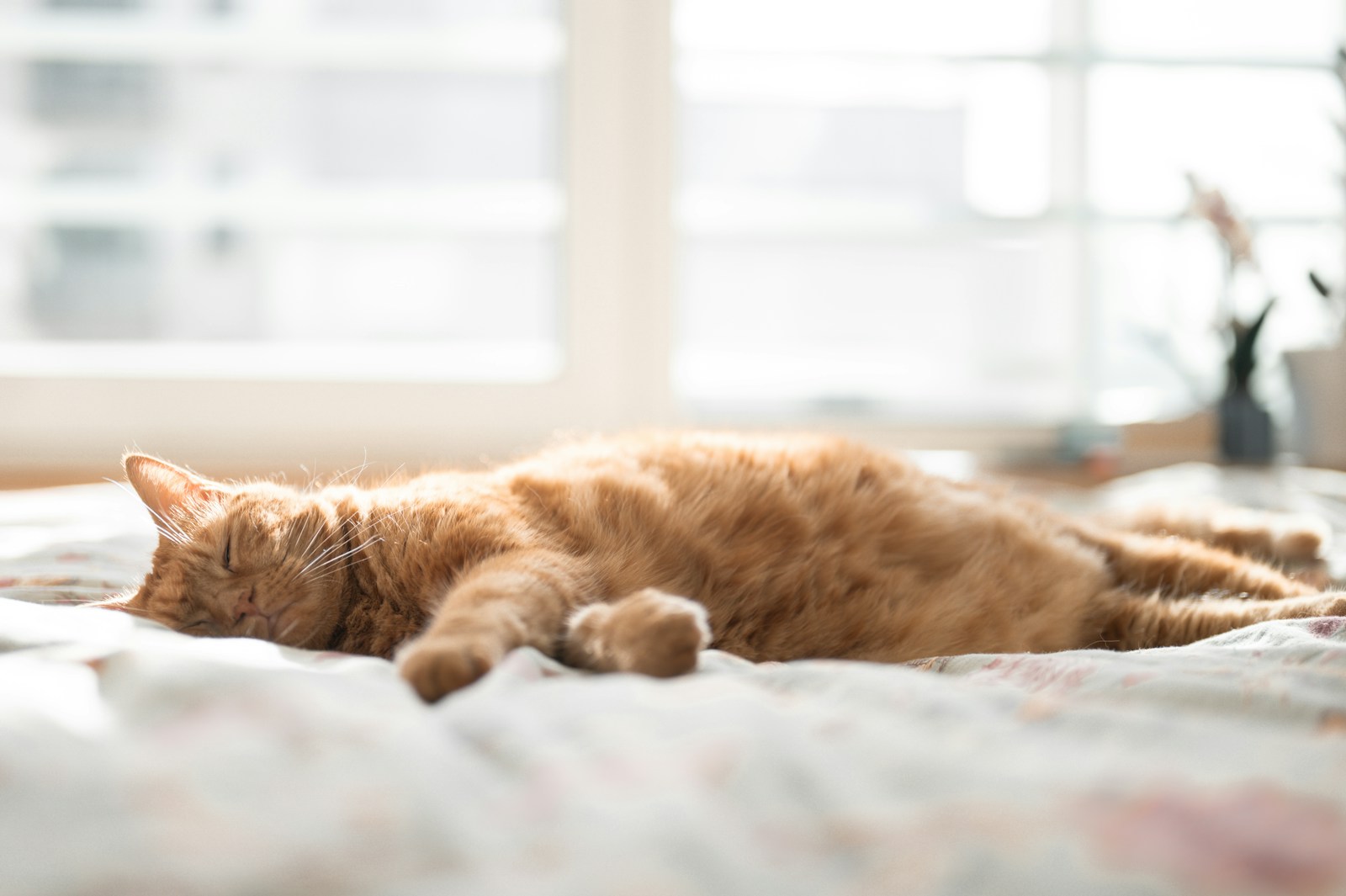 An orange cat sleeps peacefully on a bed.